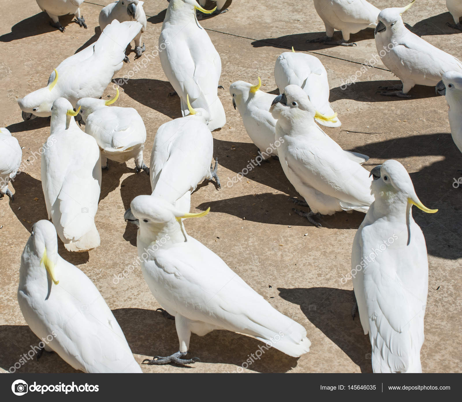 Cockatoos in Australia Stock Photo by ©fyletto 145646035