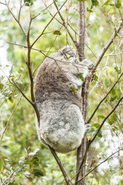 Koala Avustralya