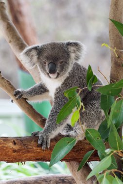 Koala Avustralya