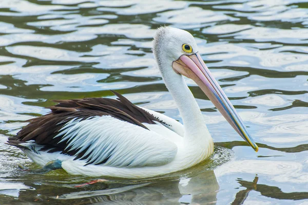 Пеликан в Австралии — стоковое фото