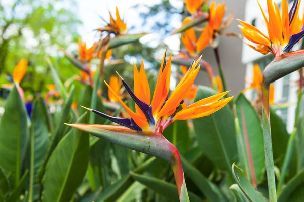 Strelitzia květina v parku — Stock fotografie