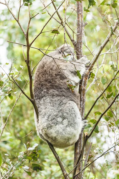 Koala in Australië — Stockfoto