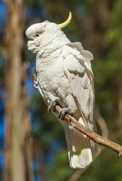 Cacatua na Austrália — Fotografia de Stock