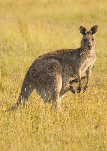 Känguru i Australien — Stockfoto