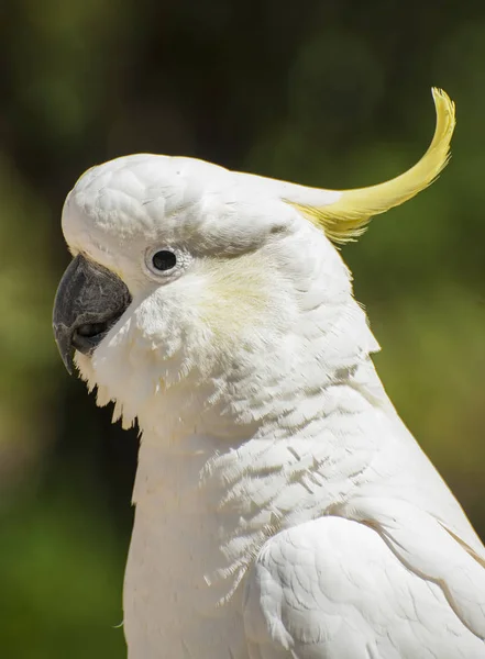 Cockatoo in Australia — Stock Photo, Image
