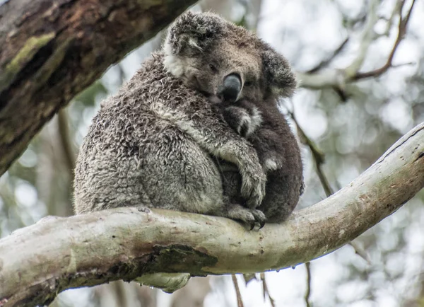 Koala's in Australië — Stockfoto