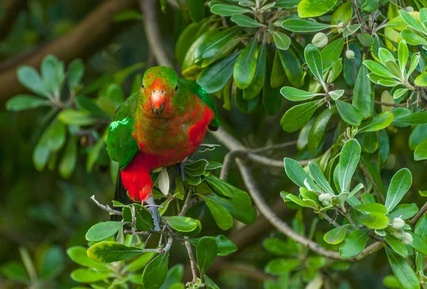 Papoušek královský v Austrálii — Stock fotografie