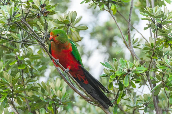 Papagaio-rei na Austrália — Fotografia de Stock