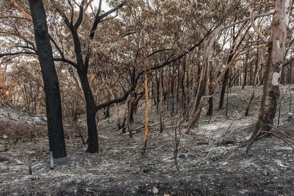 Australian forest fire — Stock Photo, Image
