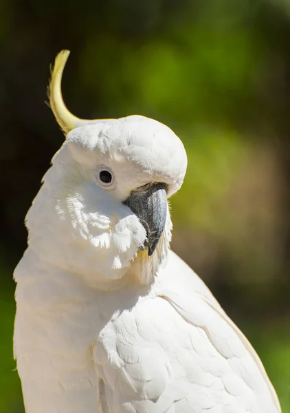 Cacatua na Austrália — Fotografia de Stock