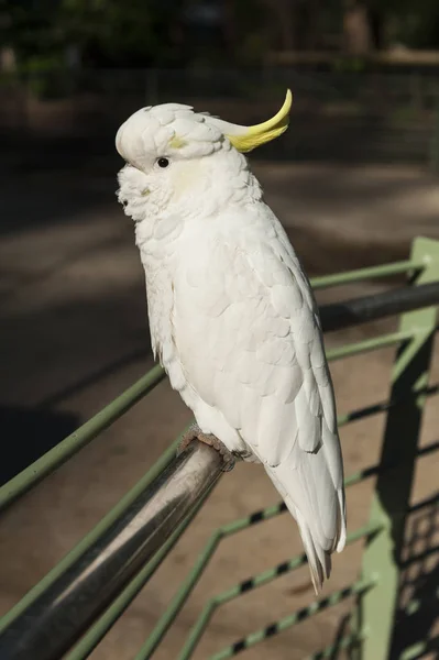 Cockatoo en Australie — Photo