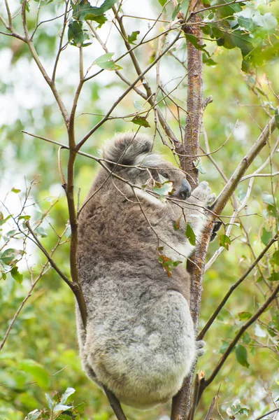 Koala στην Αυστραλία — Φωτογραφία Αρχείου