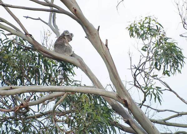 Koala in Australia Stock Image