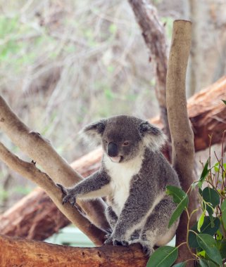 Koala Avustralya