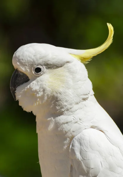 Cacatua na Austrália — Fotografia de Stock