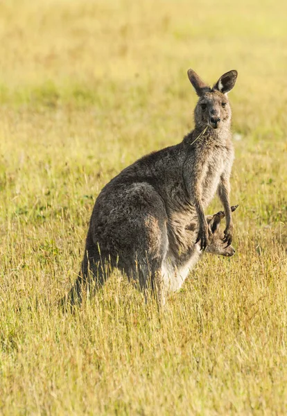 Canguru na Austrália — Fotografia de Stock