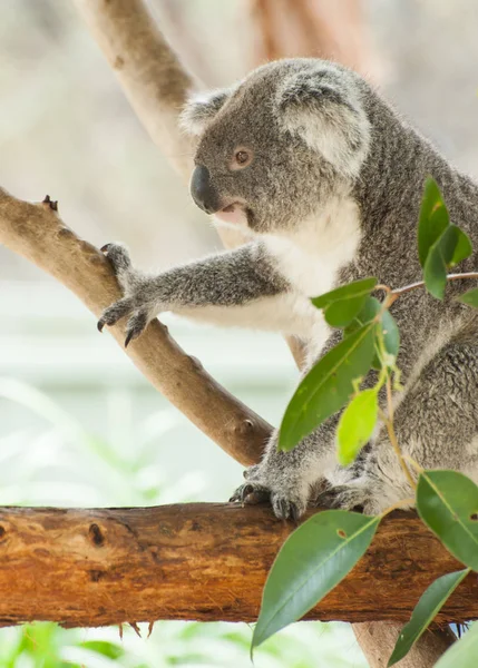 Medvěd Koala na eukalypt — Stock fotografie