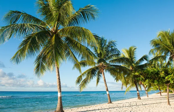 巴巴多斯美妙的海滩 — 图库照片