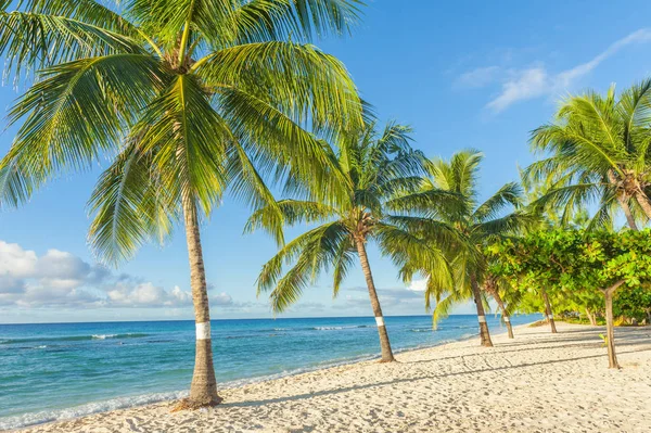 Barbados meravigliosa spiaggia — Foto Stock