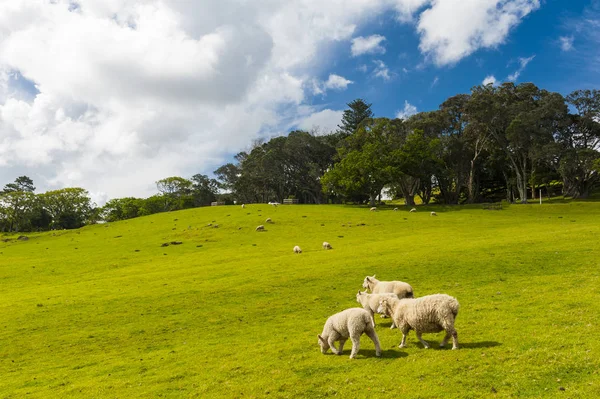 Pecore in Nuova Zelanda — Foto Stock