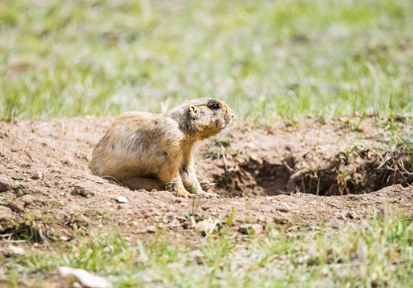 Prairie dog in the USA — Stock Photo, Image