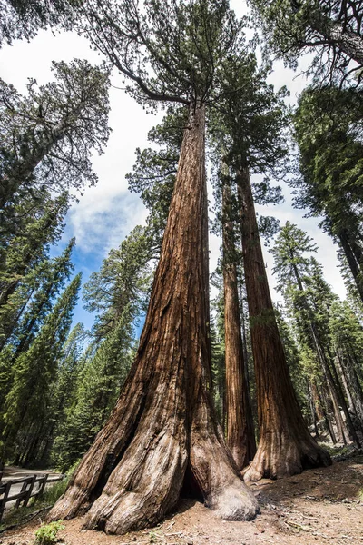 Γίγαντας sequoia δέντρα — Φωτογραφία Αρχείου