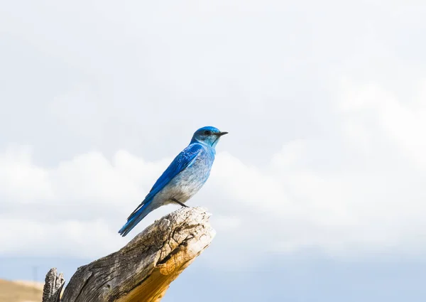 Mountain Bluebird on the branch — Stock Photo, Image