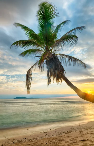 Palma en las Seychelles — Foto de Stock