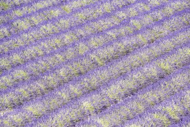 Provence 'deki lavanta tarlası