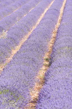 Provence 'deki lavanta tarlası