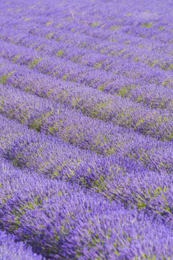 Provence 'deki lavanta tarlası