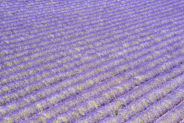 Provence 'deki lavanta tarlası