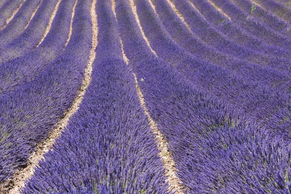 Lavendelveld in de Provence — Stockfoto