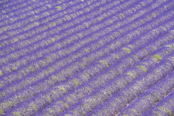 Provence 'deki lavanta tarlası