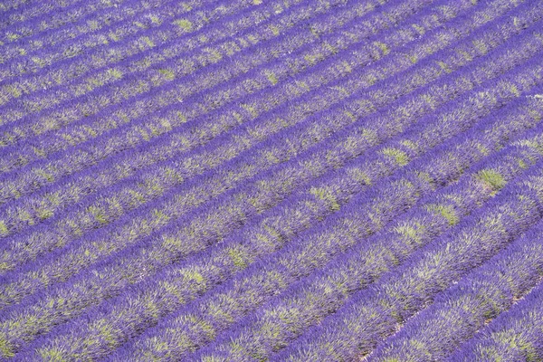 Lavendelveld in de Provence — Stockfoto