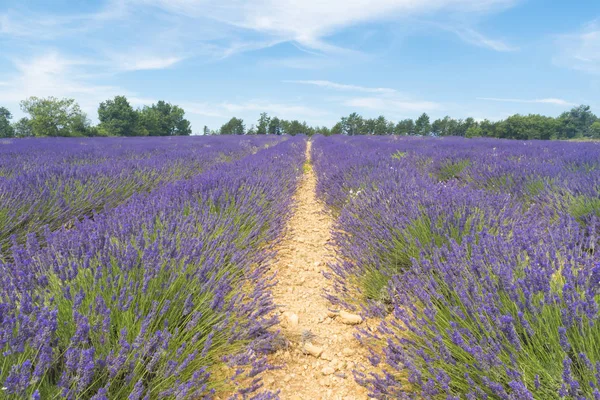 Provence 'deki lavanta tarlası