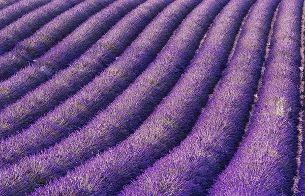 Levandulové pole v Provence — Stock fotografie