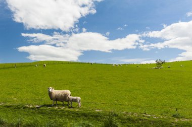 Yeni Zelanda koyun