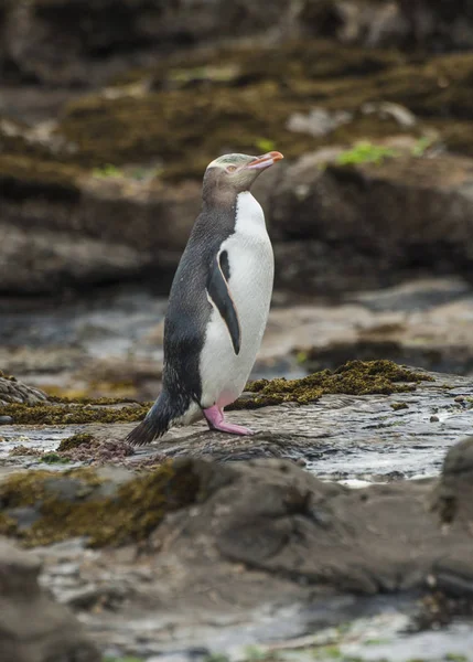 Gulögd pingvin i Nya Zeeland — Stockfoto