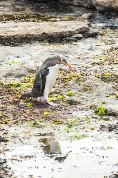 Gulögd pingvin i Nya Zeeland — Stockfoto