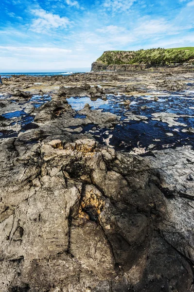 ニュージーランドの化石の森 — ストック写真