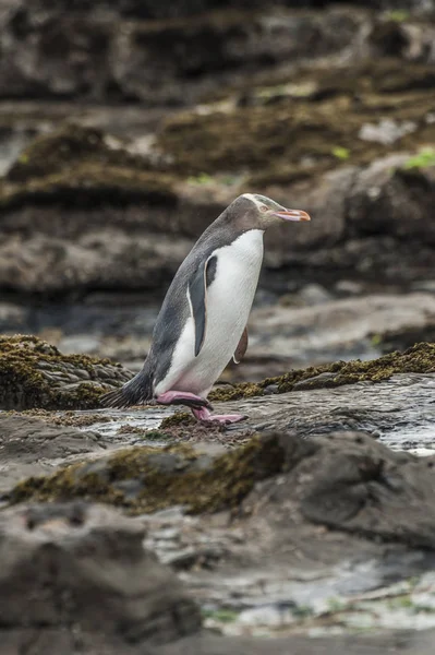 ニュージーランドのイエロー ・ アイド ・ ペンギン — ストック写真