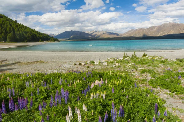 Lac Tekapo en Nouvelle-Zélande — Photo