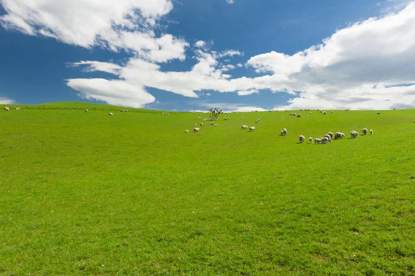 Pecore in Nuova Zelanda — Foto Stock