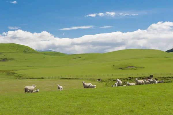 Schafe im Neuseeland — Stockfoto