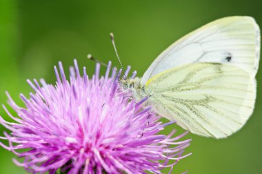 devedikeni üzerindeki beyaz kelebek