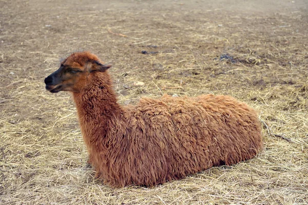 Красива коричнева лама лежить на соломі — стокове фото