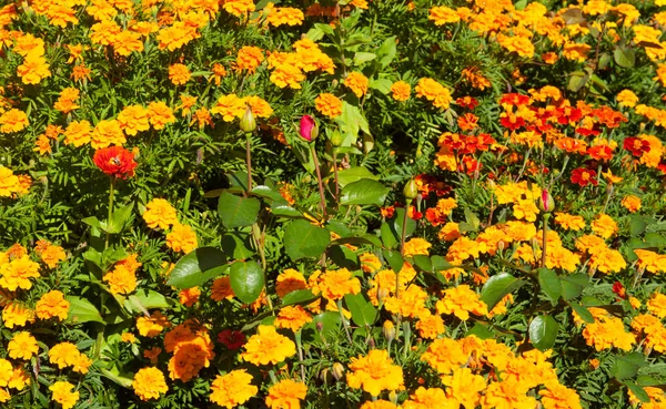 Квітучі в саду чорнобривці — стокове фото
