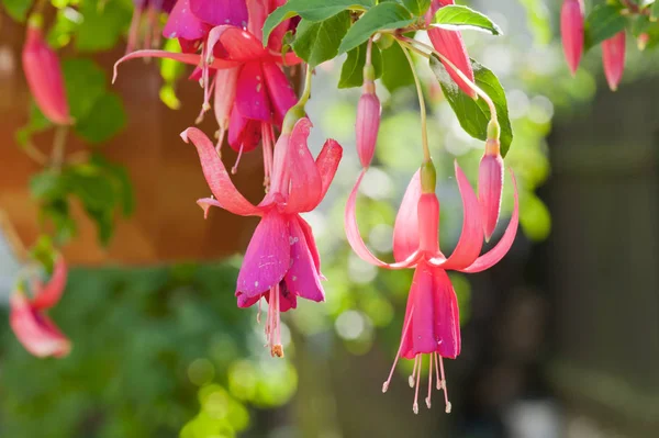 Fuchsia flowers blooming in the garden — Stock Photo, Image