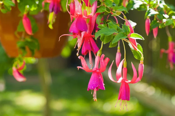 Fuchsia flowers blooming in the garden — Stock Photo, Image